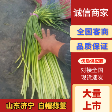 山东蒜苔白帽蒜薹，大量供应，代发全国欢迎各位老板合作共赢