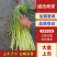 山东蒜苔白帽蒜薹，大量供应，代发全国欢迎各位老板合作共赢