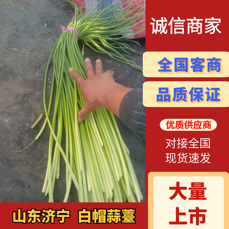 山东蒜苔白帽蒜薹，大量供应，代发全国欢迎各位老板合作共赢