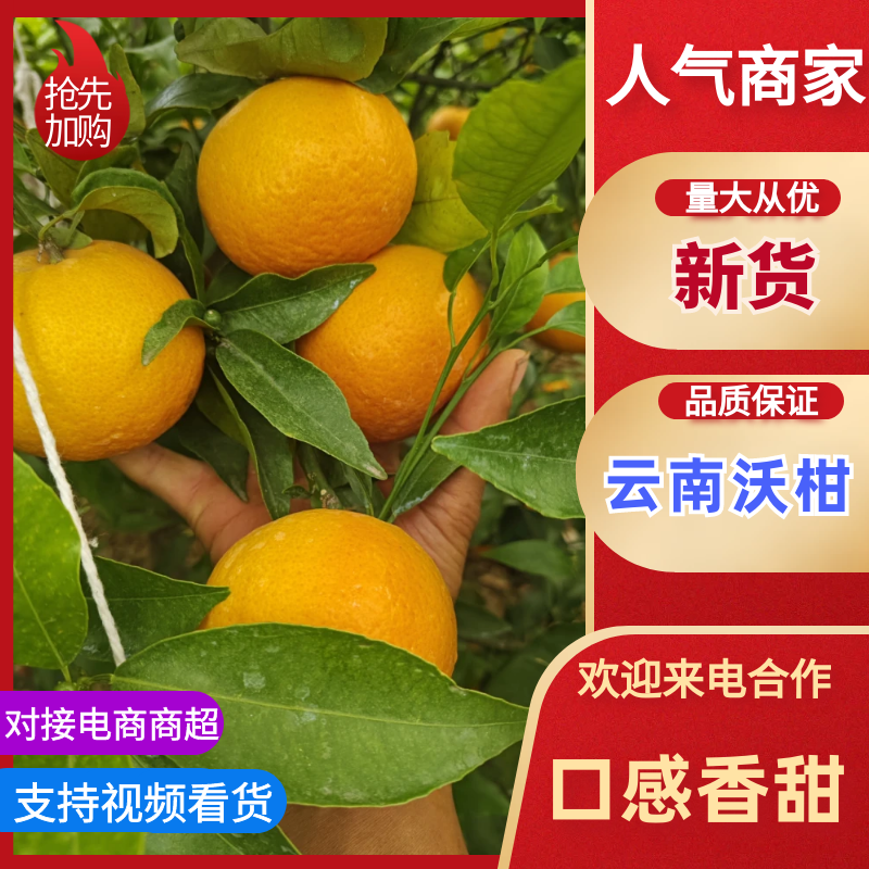 云南沃柑大量有货，可对接各大批发市场，电商