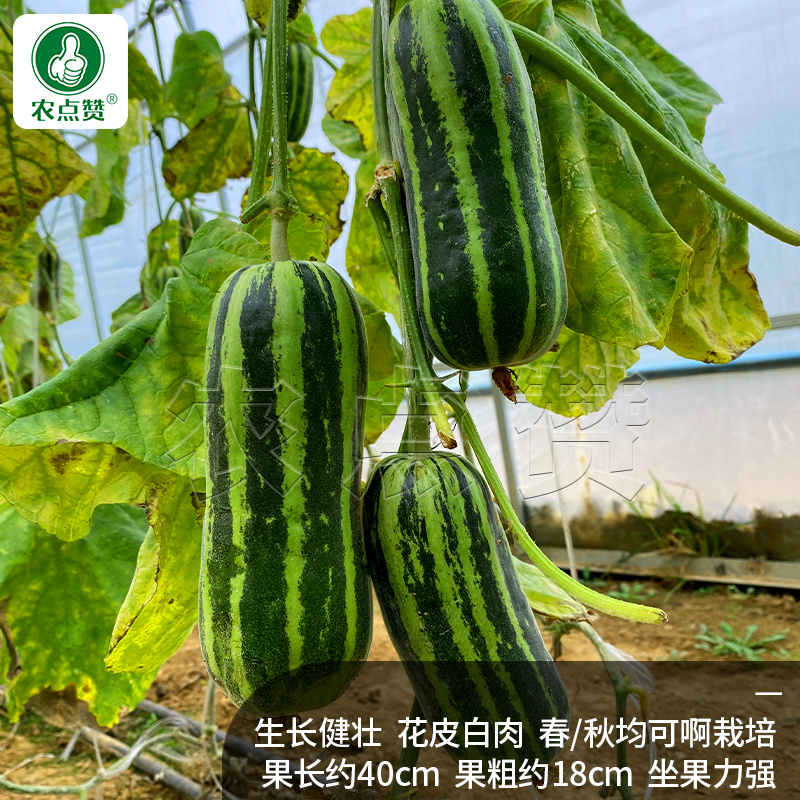 花皮菜瓜种子-味清香甜美100粒/袋