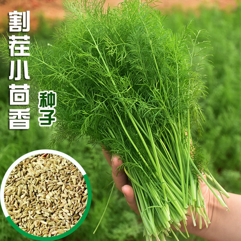 先风精选割茬茴香种子多刀收割扁杆割茬茴香种子