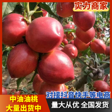 中油油桃山东油桃一件代发对接电商抖音快手等