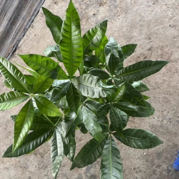 多种规格发财树盆栽