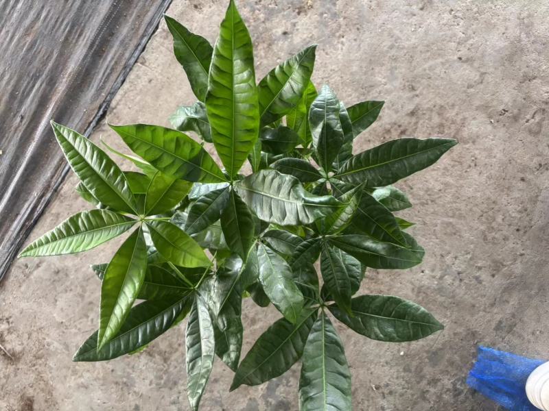 多种规格发财树盆栽