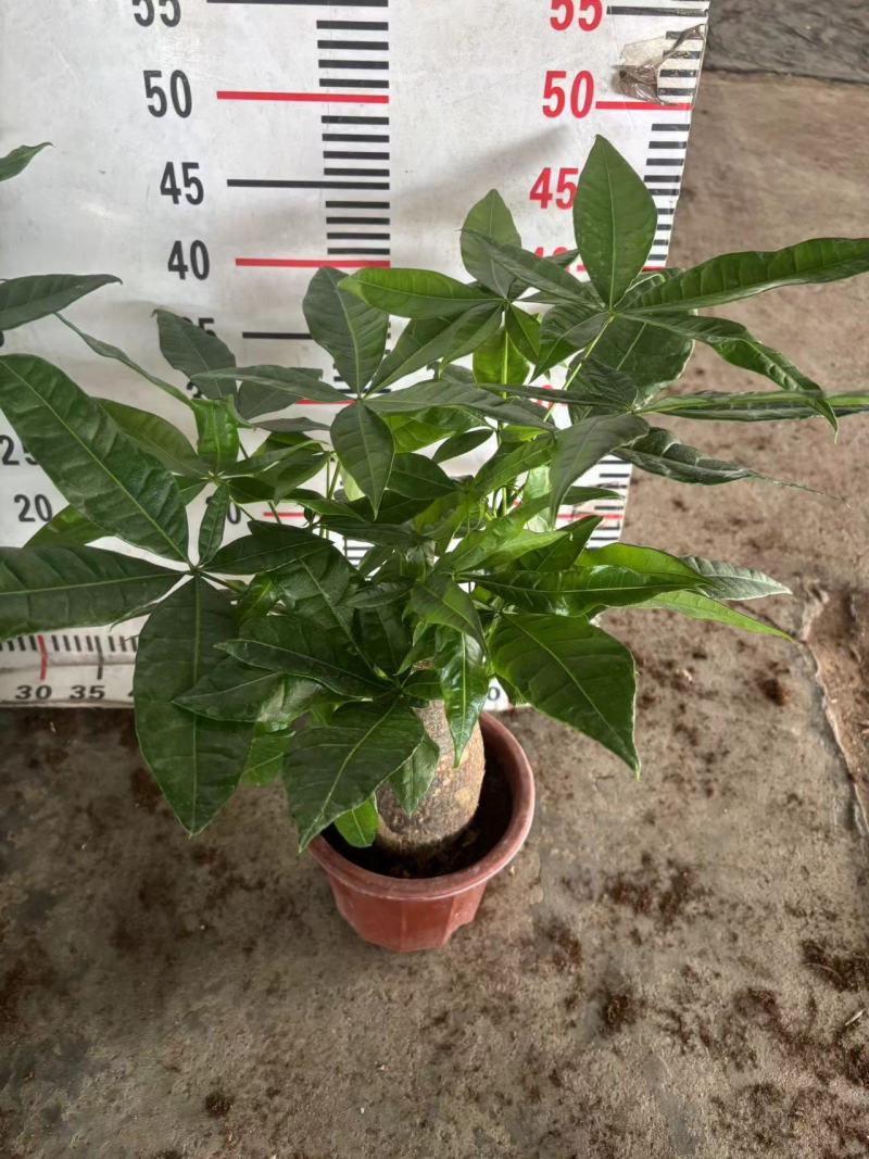 多种规格发财树盆栽