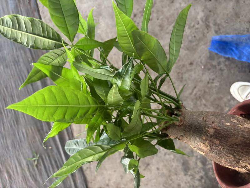 多种规格发财树盆栽