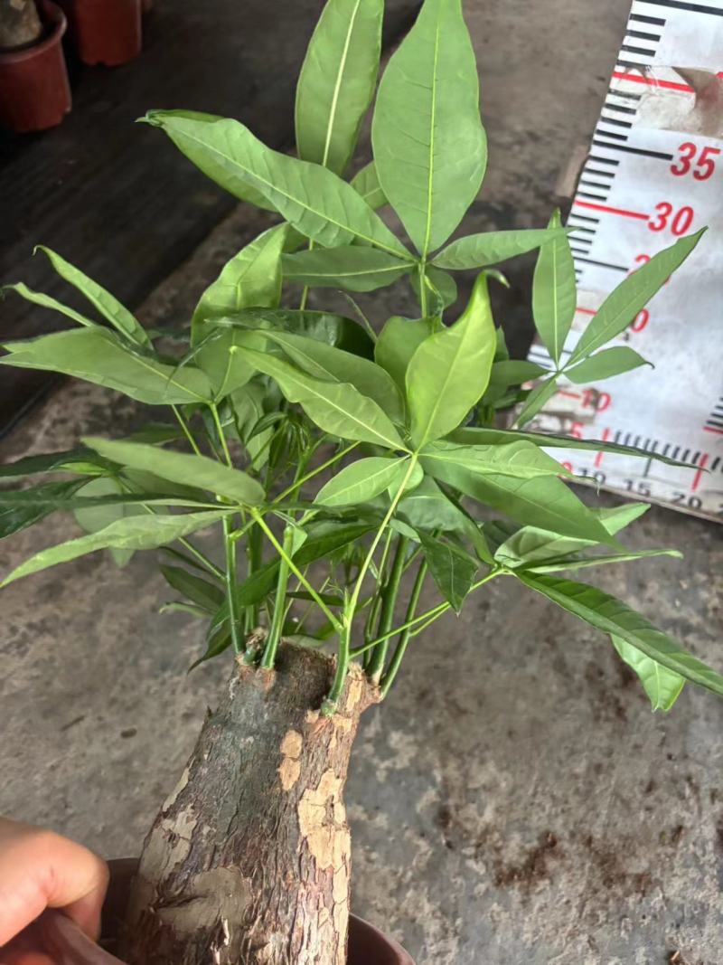 多种规格发财树盆栽