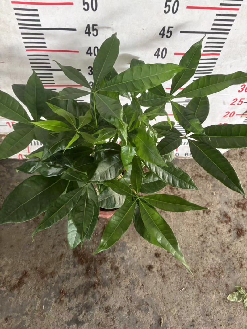 多种规格发财树盆栽