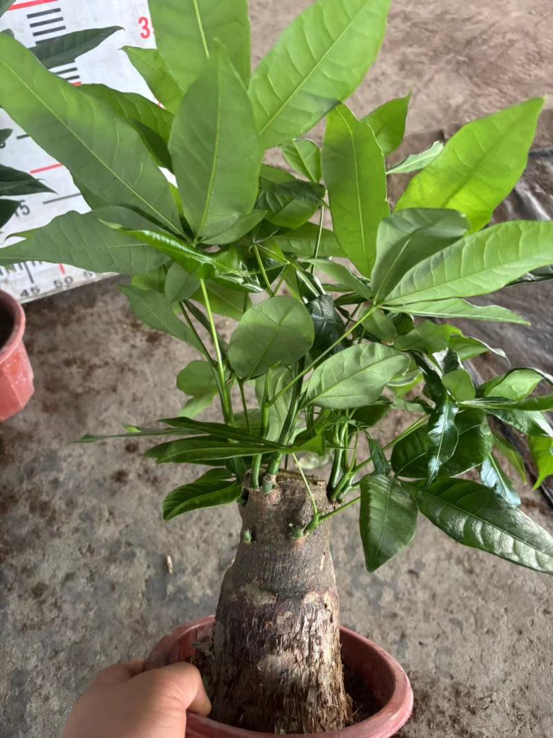多种规格发财树盆栽