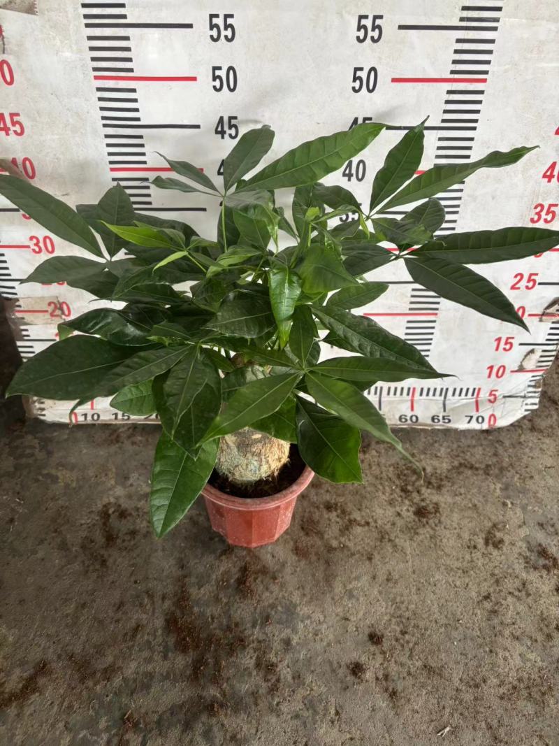 多种规格发财树盆栽