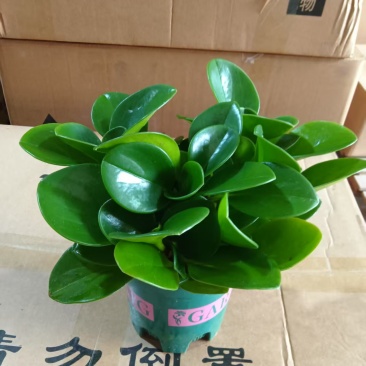 碧玉豆瓣绿电脑宝贝盆栽
