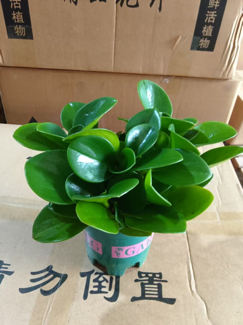 碧玉豆瓣绿电脑宝贝盆栽