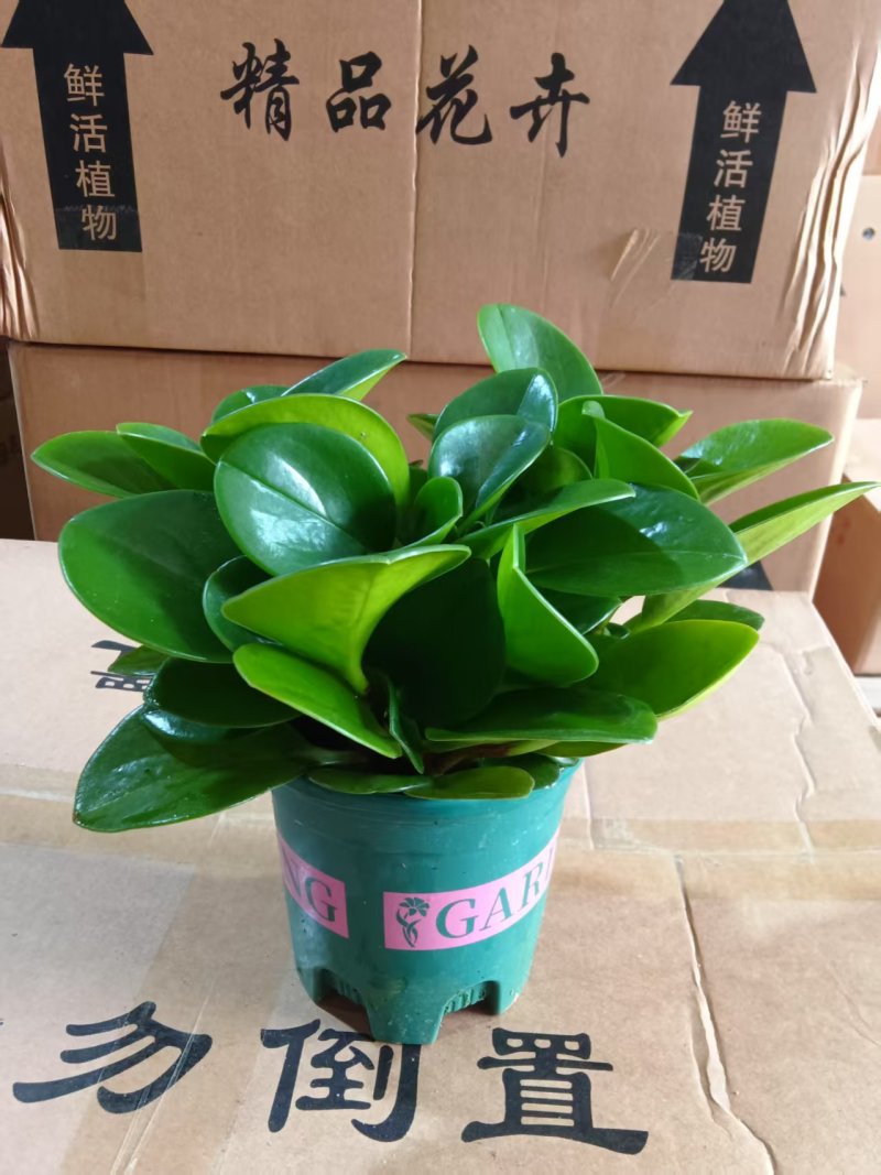 碧玉豆瓣绿电脑宝贝盆栽