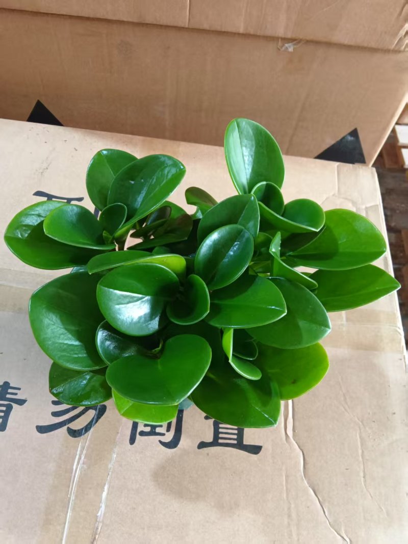 碧玉豆瓣绿电脑宝贝盆栽