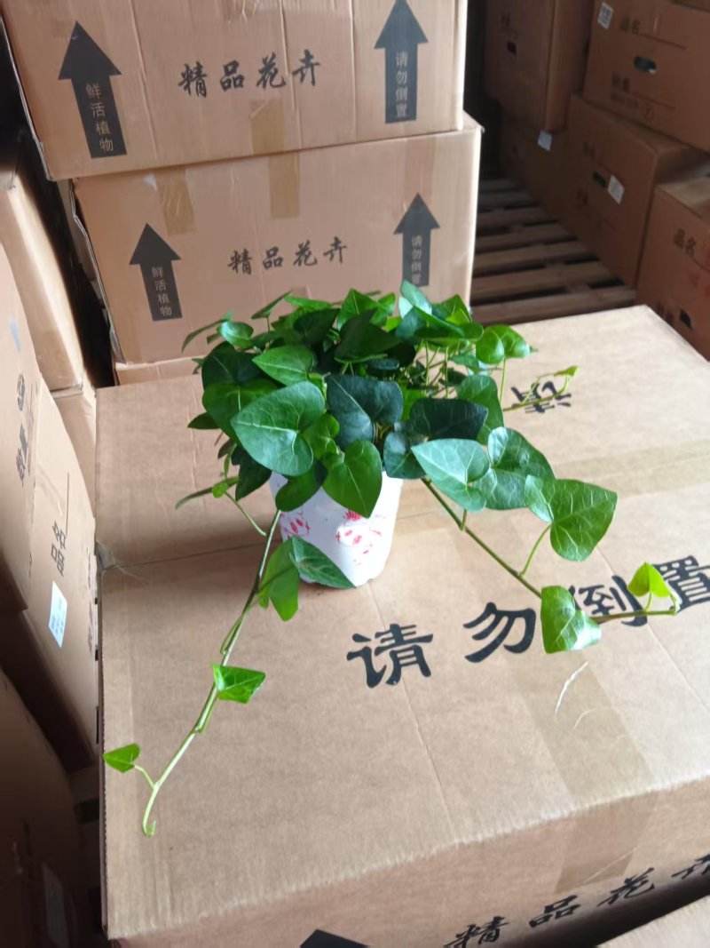 爱心常春藤叶片清秀
