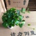 爱心常春藤叶片清秀