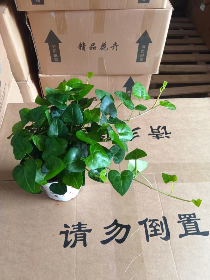 爱心常春藤叶片清秀