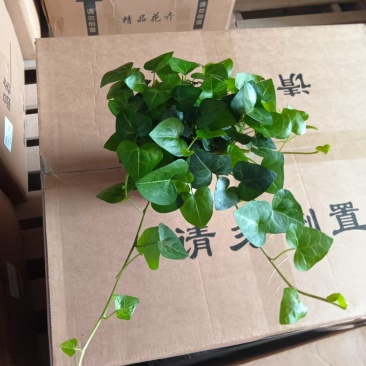 爱心常春藤叶片清秀