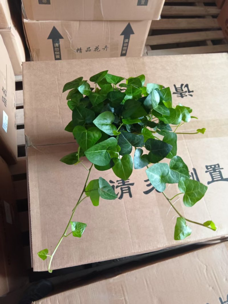 爱心常春藤叶片清秀