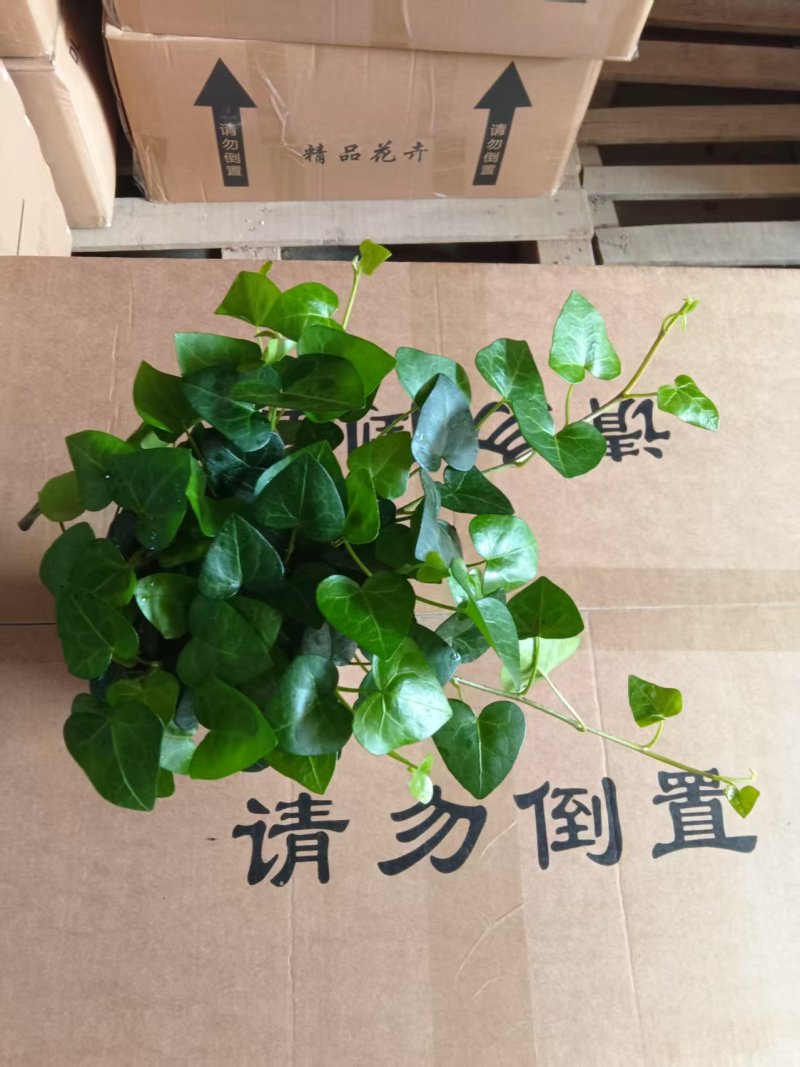 爱心常春藤叶片清秀