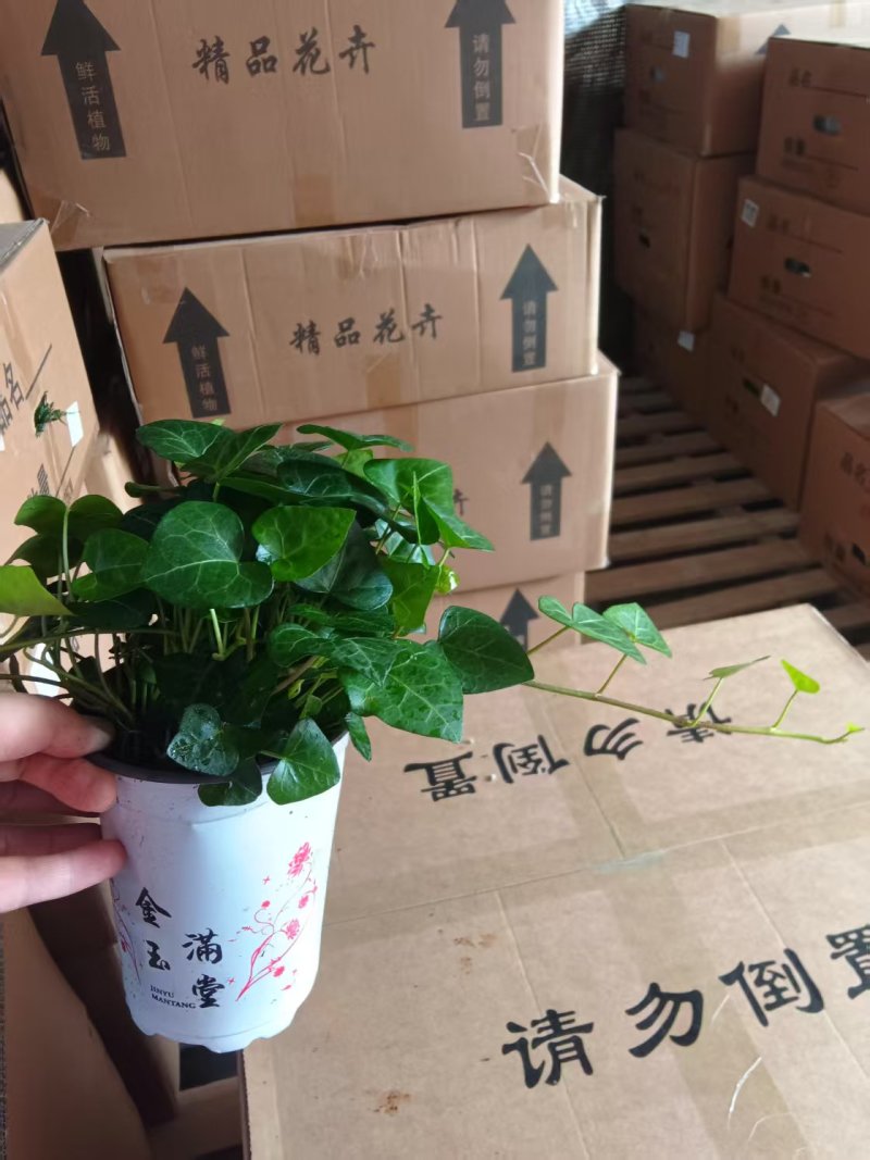 爱心常春藤叶片清秀