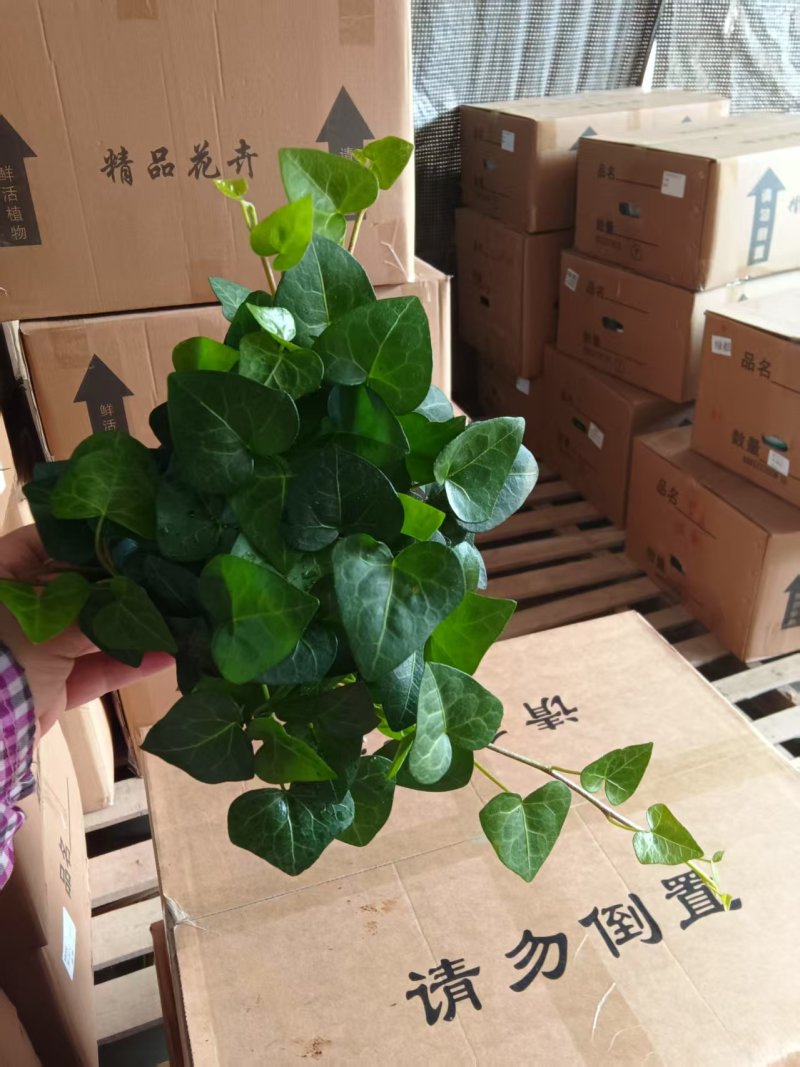 爱心常春藤叶片清秀