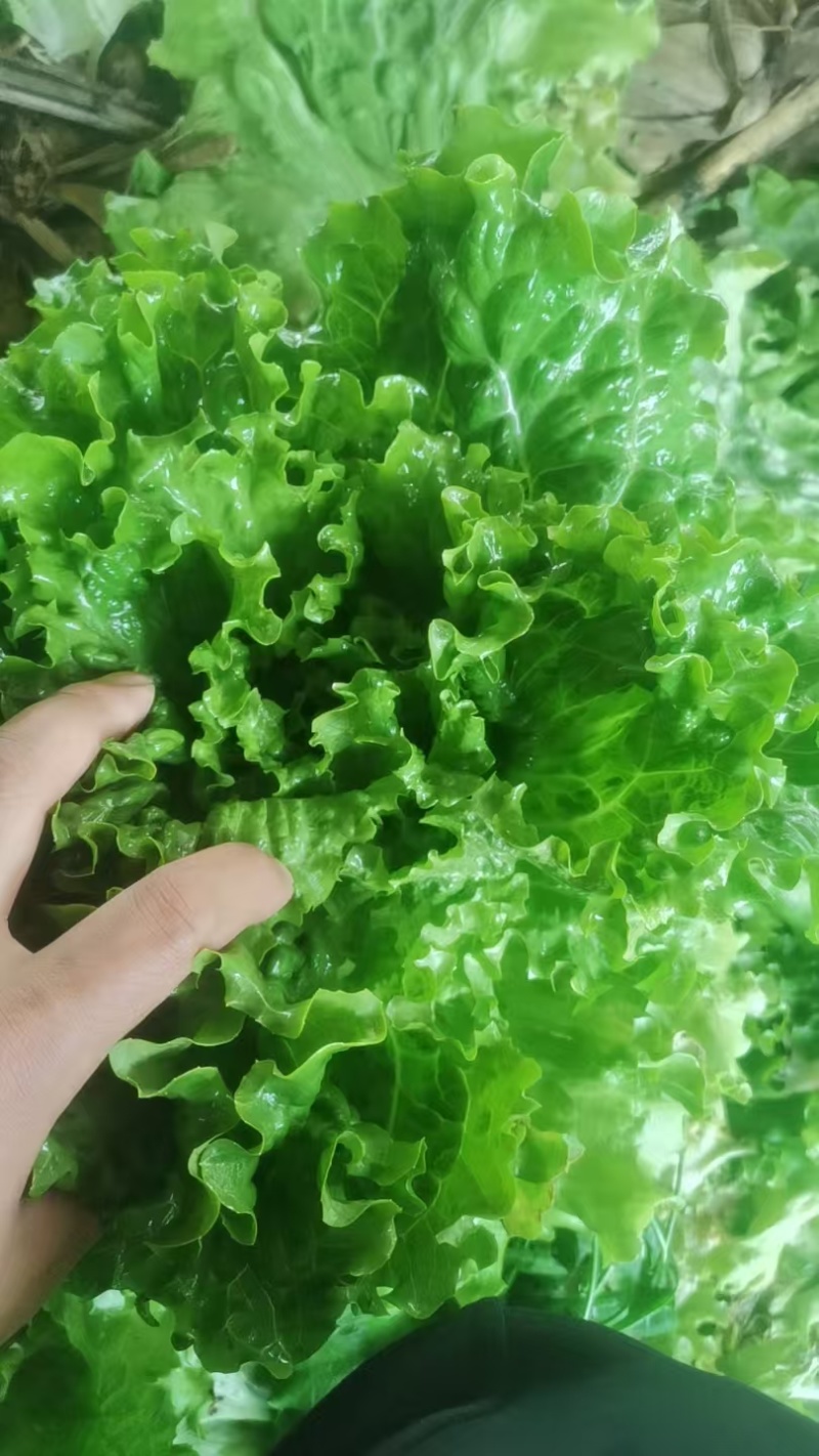 青叶生菜基地供货，量大质优价格优惠一手货源欢迎咨询