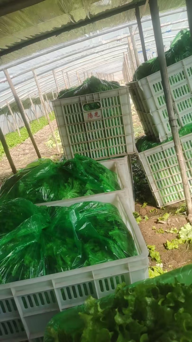青叶生菜基地供货，量大质优价格优惠一手货源欢迎咨询