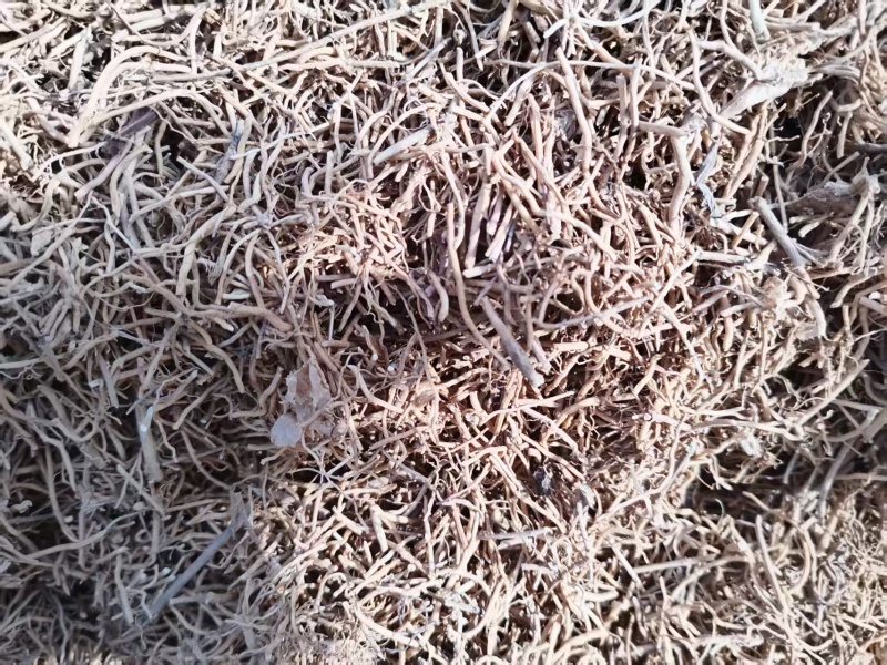 寮刁竹徐长卿产地直销自家种植有需要的老板可以联系我