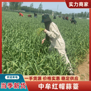 【荐】蒜薹，精品红帽蒜苔大量上市，货量充足，欢迎采购。