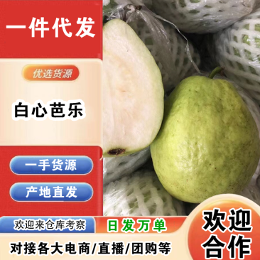 福建白心芭乐一件代发产地直发一手货源对接各大电商平台