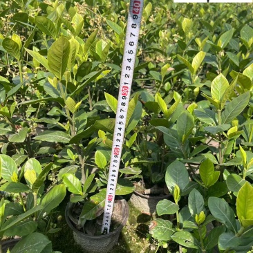 大叶栀子大花栀子批发成都大叶栀子基地直供量大价优
