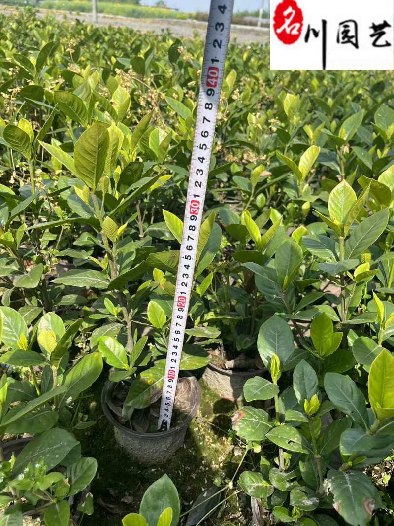 大叶栀子大花栀子批发成都大叶栀子基地直供量大价优