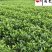 大叶栀子大花栀子批发成都大叶栀子基地直供量大价优