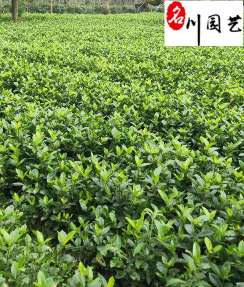 大叶栀子大花栀子批发成都大叶栀子基地直供量大价优