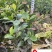 大叶栀子大花栀子批发成都大叶栀子基地直供量大价优