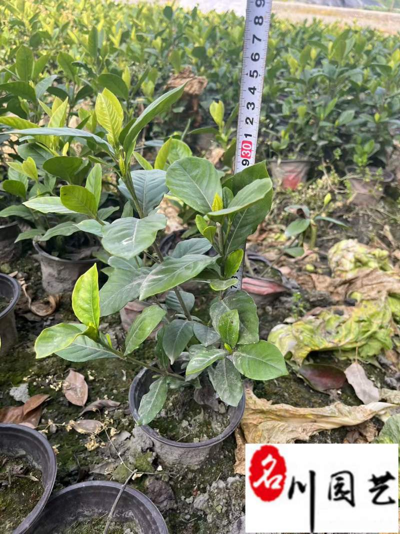 大叶栀子大花栀子批发成都大叶栀子基地直供量大价优
