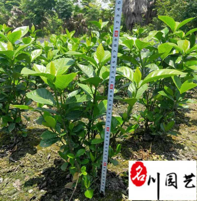 大叶栀子大花栀子批发成都大叶栀子基地直供量大价优