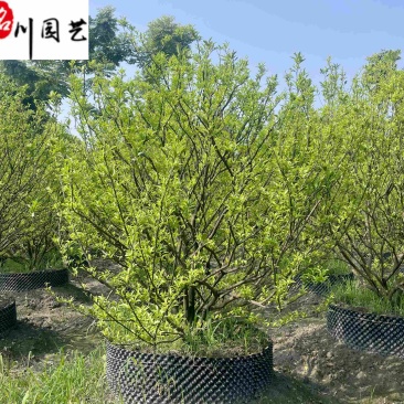 供应橘子树工程绿化苗木成都橘子树基地直供保质保量