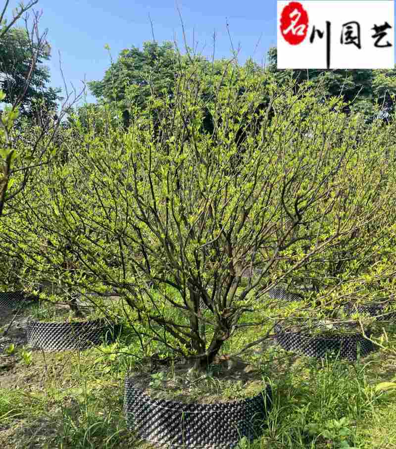 供应橘子树工程绿化苗木成都橘子树基地直供保质保量