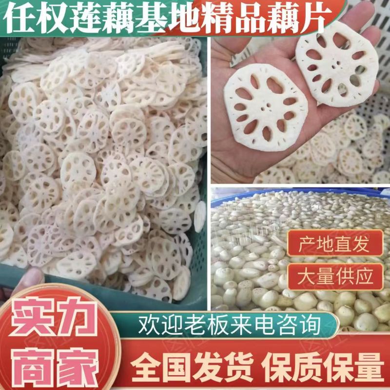 精品白莲藕莲藕基地直发品种有3537鄂莲6号，大地红