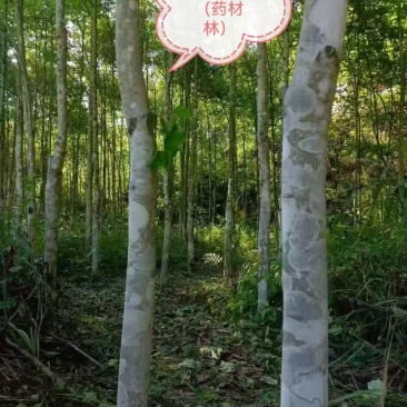 半枫荷药材金缕半枫荷大量有货可视频看货基地直供
