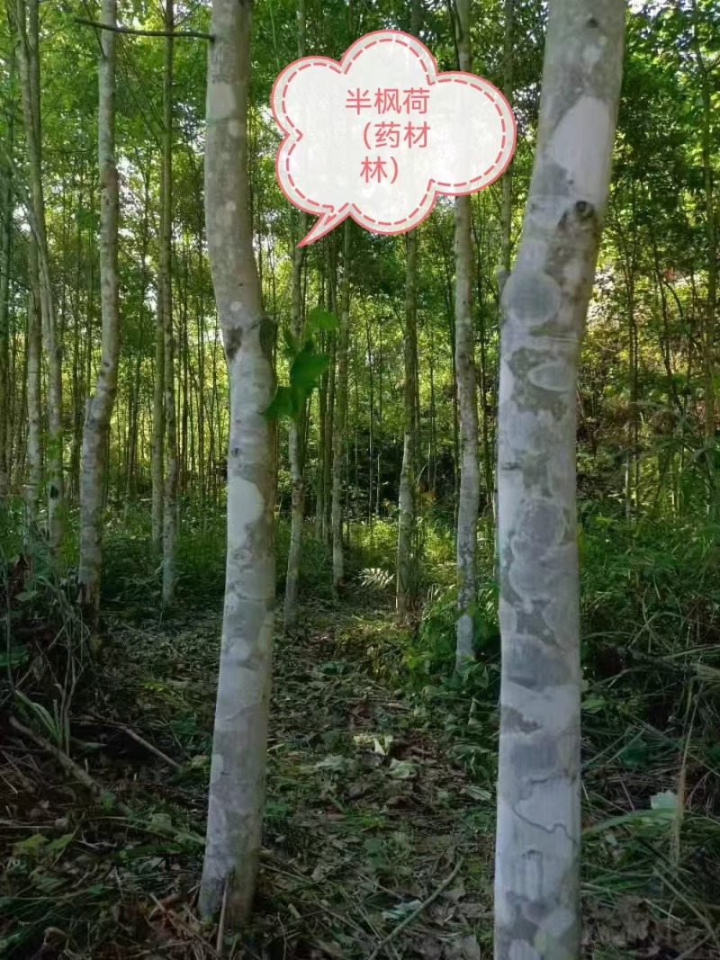 半枫荷药材金缕半枫荷大量有货可视频看货基地直供