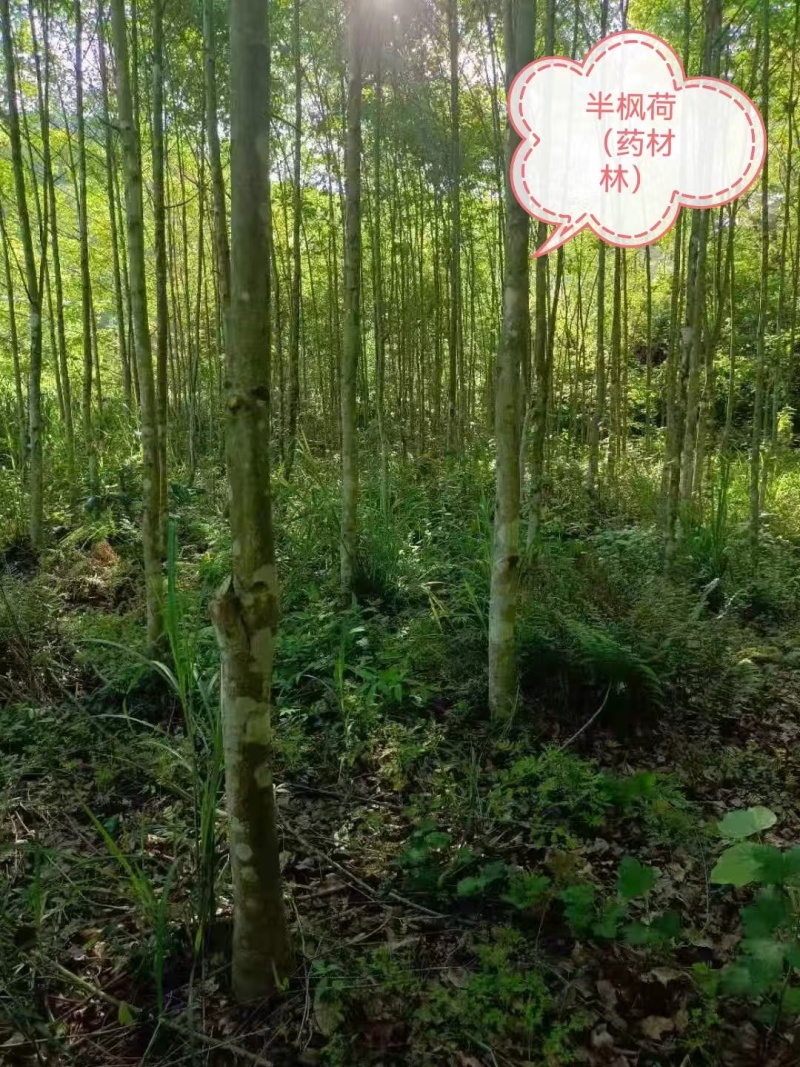 半枫荷药材金缕半枫荷大量有货可视频看货基地直供