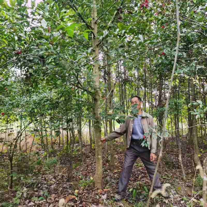 半枫荷药材金缕半枫荷大量有货可视频看货基地直供