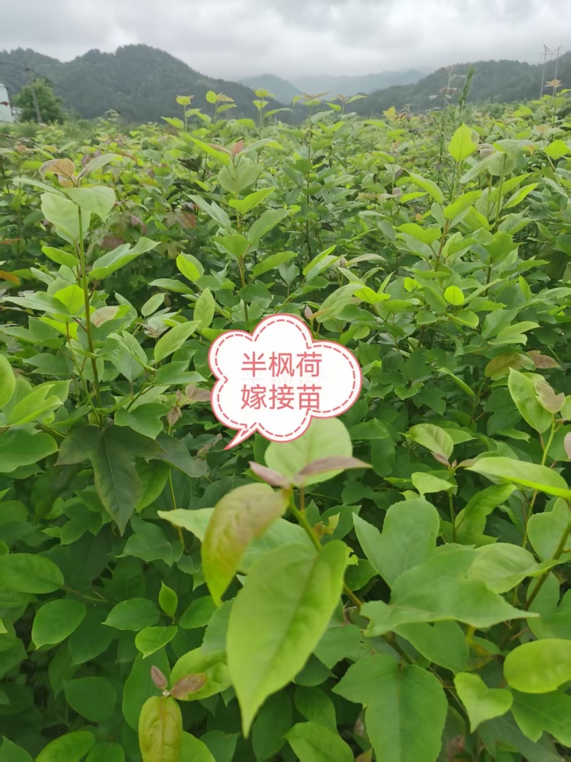 半枫荷嫁接苗，各种规格常年供应大量有货