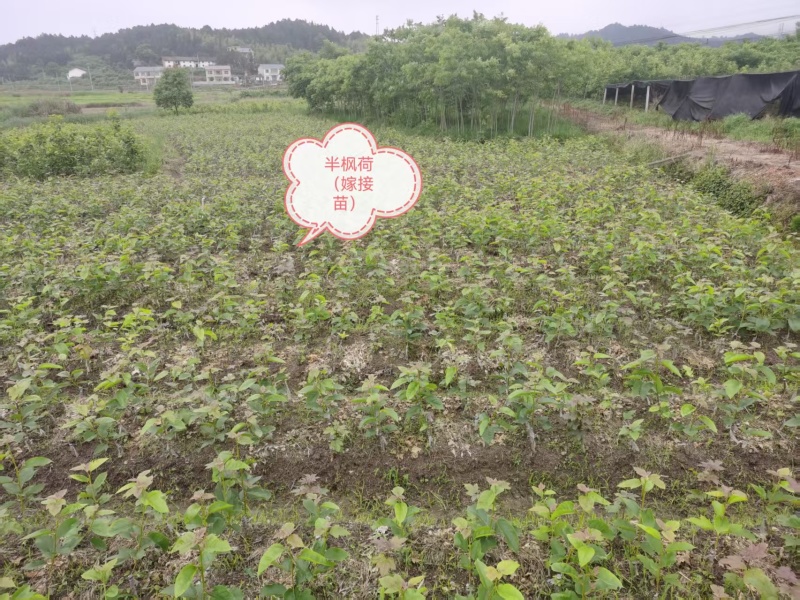 半枫荷嫁接苗，各种规格常年供应大量有货