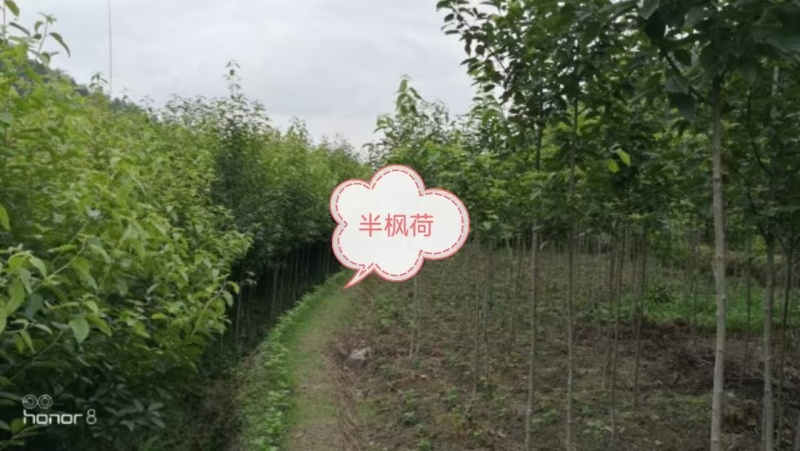 半枫荷嫁接苗，各种规格常年供应大量有货