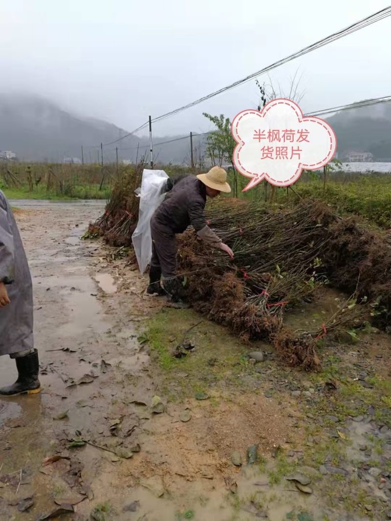 半枫荷嫁接苗，各种规格常年供应大量有货